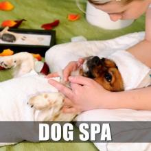 Dog SPA and Dog Grooming Services in Hyderabad - Kennels9.com